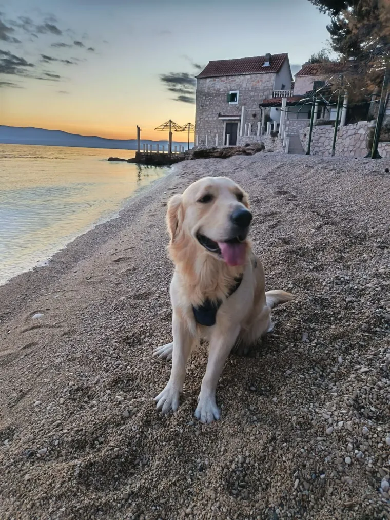 Radost i veselje: Ovih 50 fotografija zlatnih retrivera uljep&scaron;at će vam dan