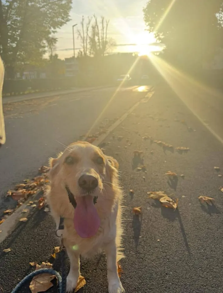 Radost i veselje: Ovih 50 fotografija zlatnih retrivera uljep&scaron;at će vam dan