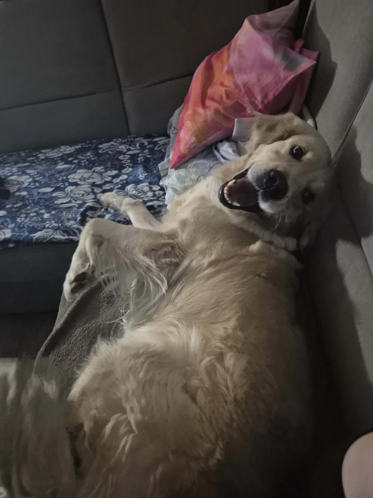 Radost i veselje: Ovih 50 fotografija zlatnih retrivera uljep&scaron;at će vam dan