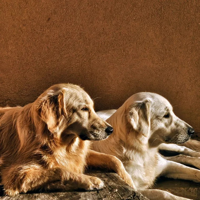 Radost i veselje: Ovih 50 fotografija zlatnih retrivera uljep&scaron;at će vam dan