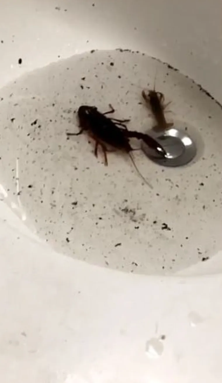 Žene podijelile najčudnije stvari u kupaonicama svojih partnera: Neke su zaista zabrinjavajuće