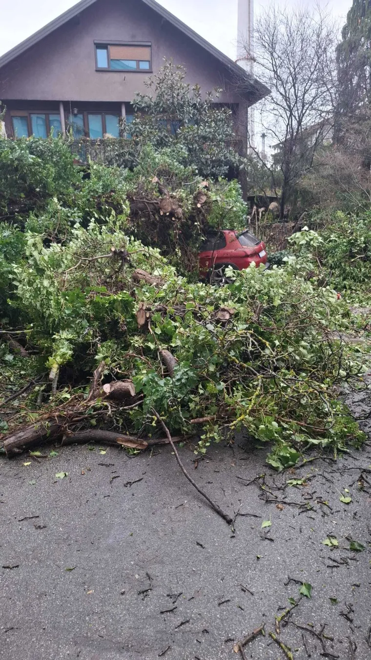 Kaos u Zagrebu: Stablo palo na parkirane automobile na Tre&scaron;njevci
