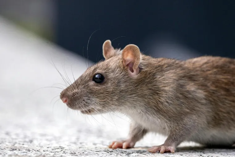 Spa&scaron;avaju živote, čuvaju okoli&scaron; i sudjeluju u kriminalu: Životinje sa zaista neobičnim poslovima