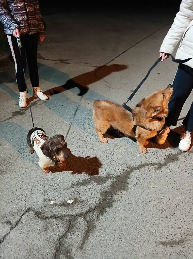 Ovo su fotografije va&scaron;ih preslatkih kućnih ljubimaca: Oni su članovi obitelji, a ovo su samo neki od njih