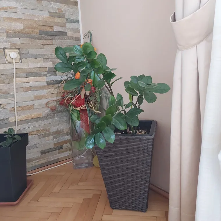 Biljka koja simbolizira sreću krasi va&scaron;e domove: Izdvojili smo 40 va&scaron;ih fotografija