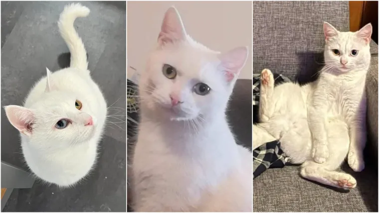 Zaista posebna mačka: Ovo su fotografije va&scaron;ih prekrasnih 'snježnih kraljica'