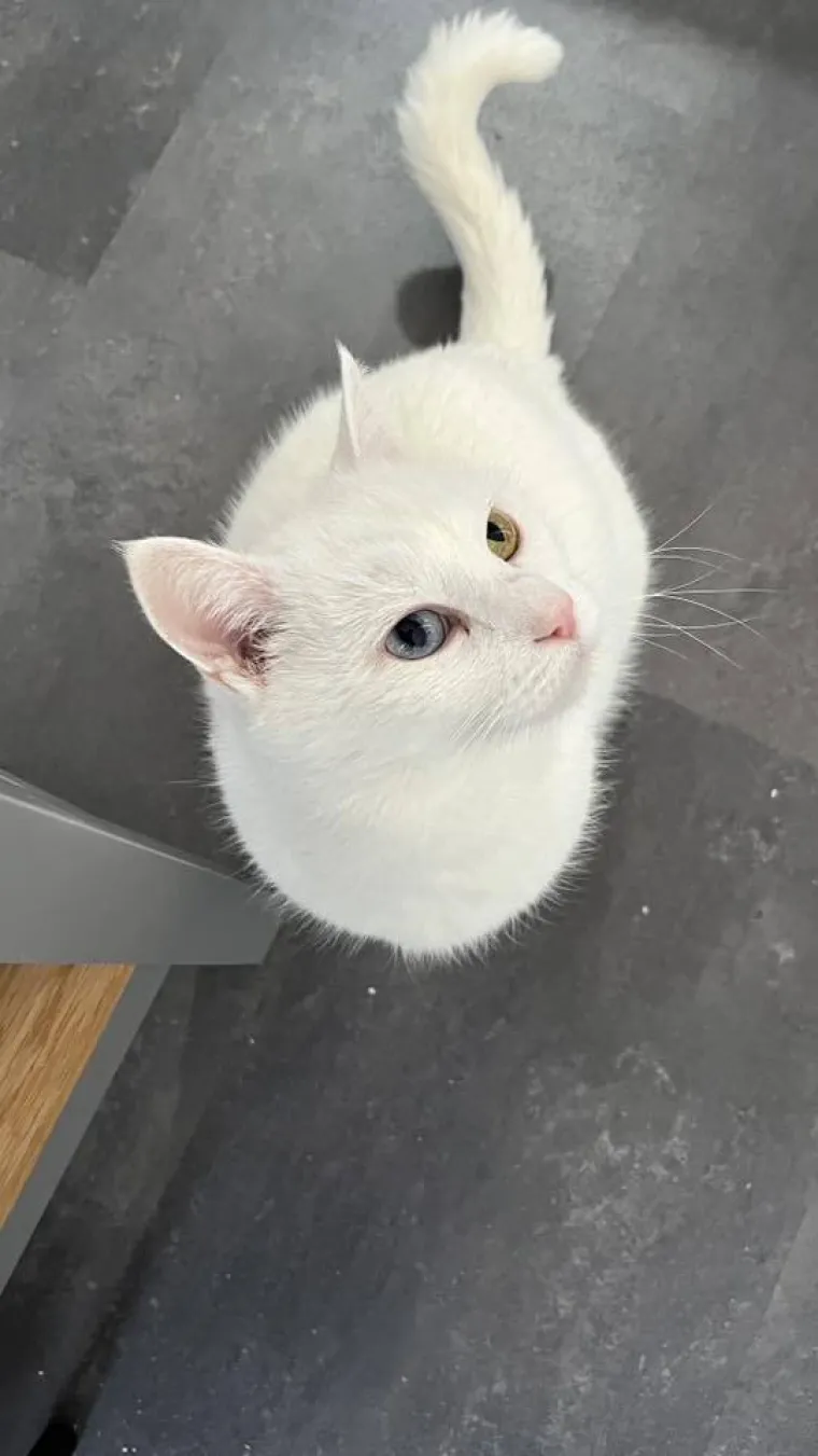 Zaista posebna mačka: Ovo su fotografije va&scaron;ih prekrasnih 'snježnih kraljica'