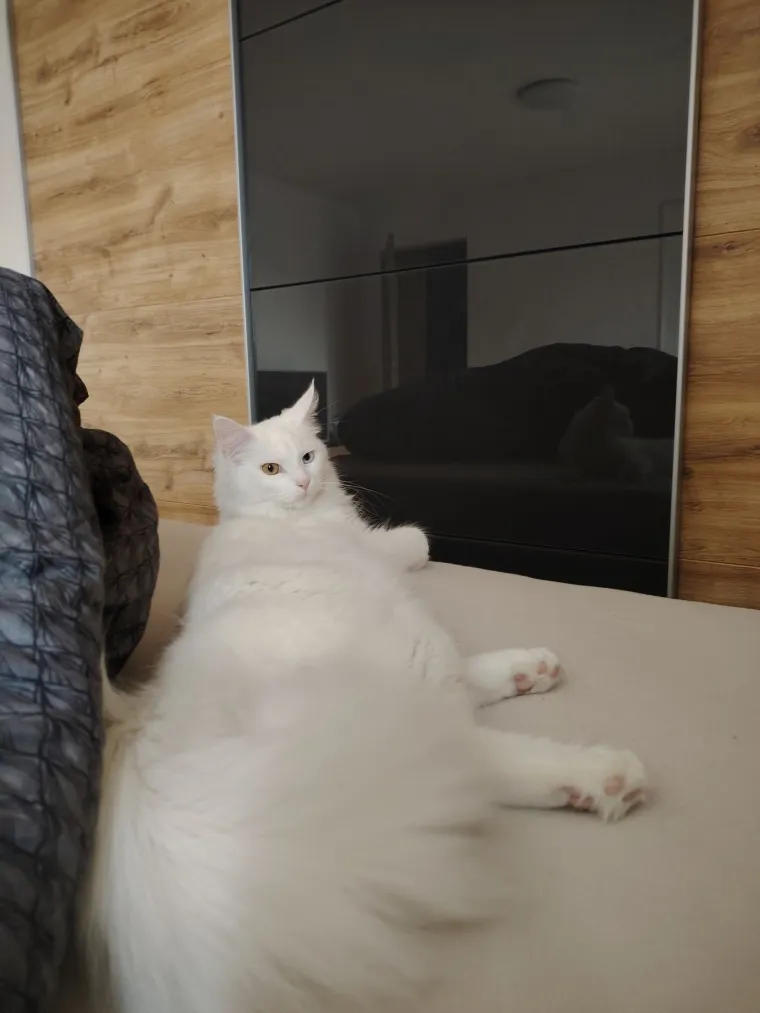 Zaista posebna mačka: Ovo su fotografije va&scaron;ih prekrasnih 'snježnih kraljica'