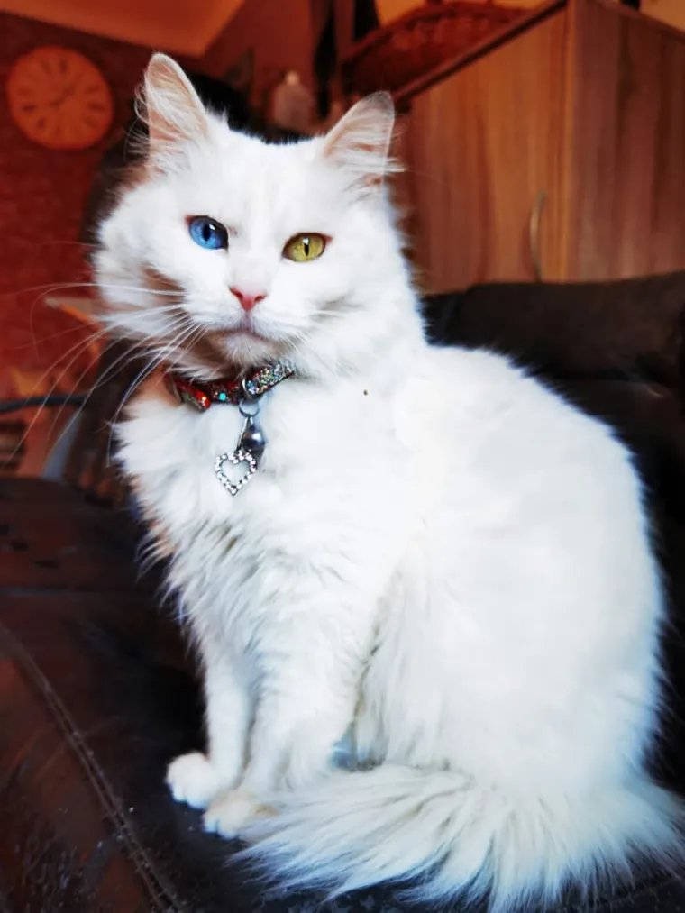 Zaista posebna mačka: Ovo su fotografije va&scaron;ih prekrasnih 'snježnih kraljica'