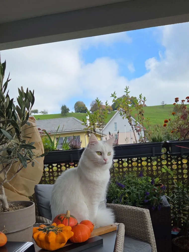 Zaista posebna mačka: Ovo su fotografije va&scaron;ih prekrasnih 'snježnih kraljica'