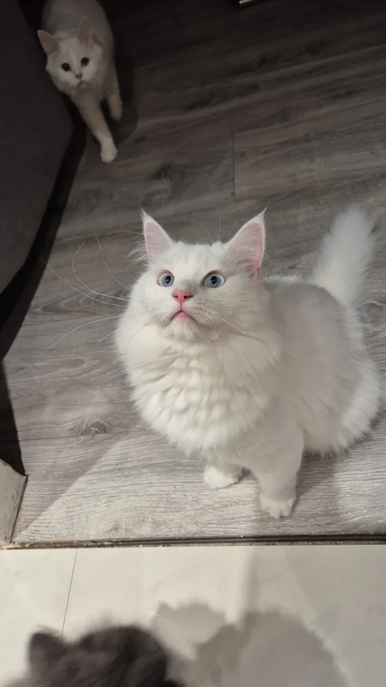 Zaista posebna mačka: Ovo su fotografije va&scaron;ih prekrasnih 'snježnih kraljica'