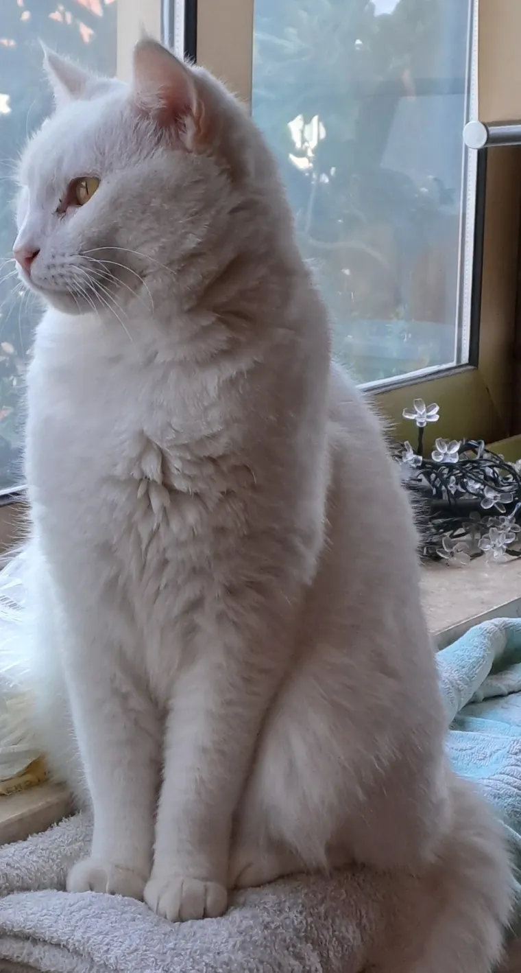 Zaista posebna mačka: Ovo su fotografije va&scaron;ih prekrasnih 'snježnih kraljica'