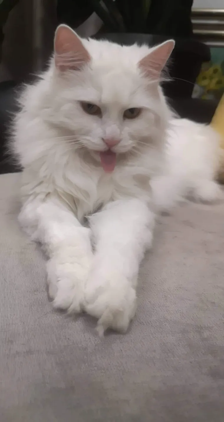 Zaista posebna mačka: Ovo su fotografije va&scaron;ih prekrasnih 'snježnih kraljica'