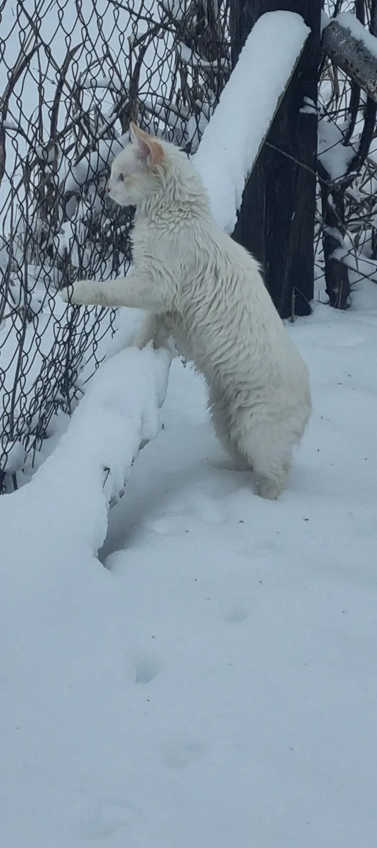 Zaista posebna mačka: Ovo su fotografije va&scaron;ih prekrasnih 'snježnih kraljica'