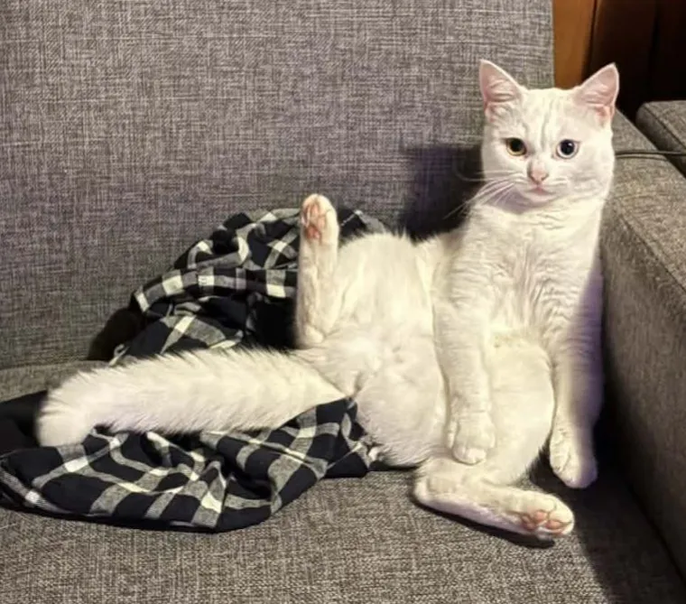 Zaista posebna mačka: Ovo su fotografije va&scaron;ih prekrasnih 'snježnih kraljica'