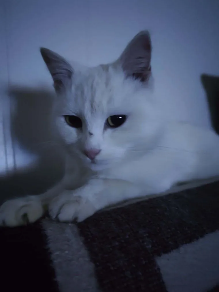 Zaista posebna mačka: Ovo su fotografije va&scaron;ih prekrasnih 'snježnih kraljica'