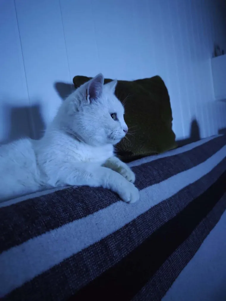 Zaista posebna mačka: Ovo su fotografije va&scaron;ih prekrasnih 'snježnih kraljica'