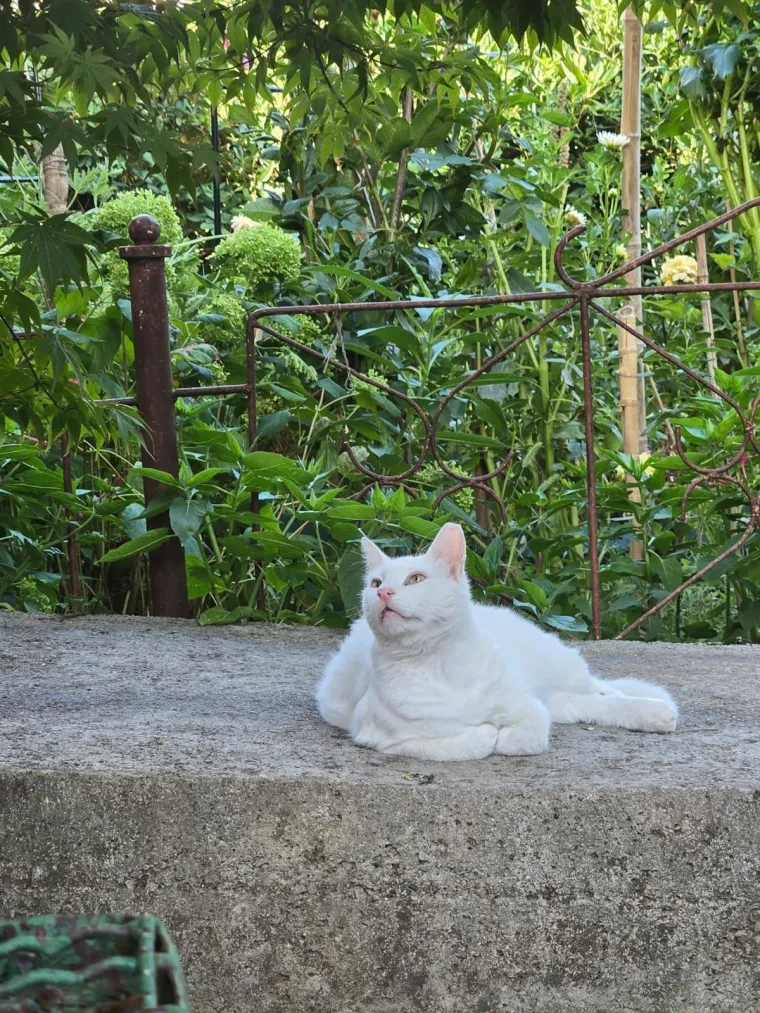 Zaista posebna mačka: Ovo su fotografije va&scaron;ih prekrasnih 'snježnih kraljica'