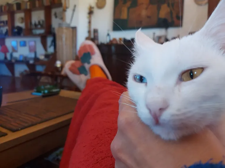 Zaista posebna mačka: Ovo su fotografije va&scaron;ih prekrasnih 'snježnih kraljica'