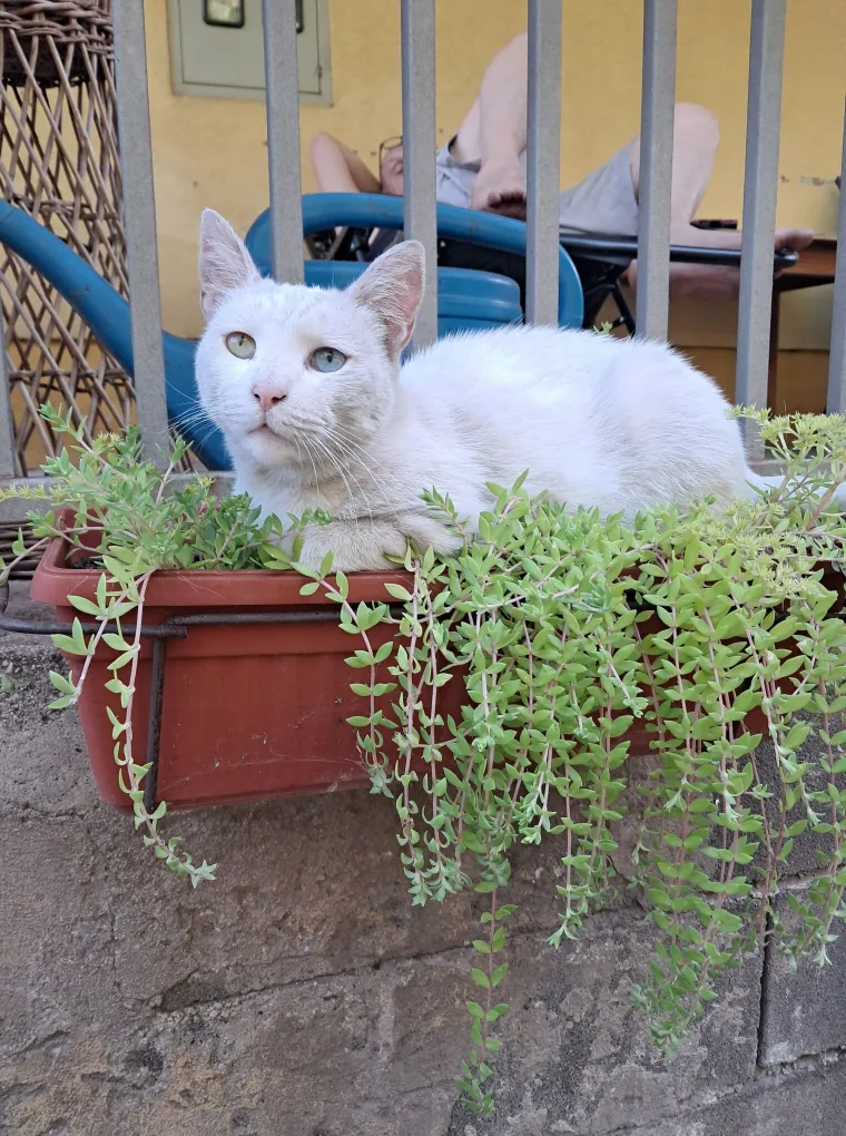 Zaista posebna mačka: Ovo su fotografije va&scaron;ih prekrasnih 'snježnih kraljica'