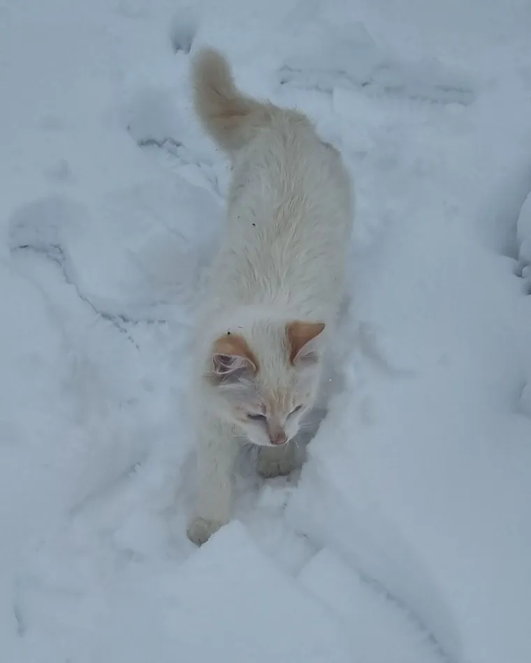 Zaista posebna mačka: Ovo su fotografije va&scaron;ih prekrasnih 'snježnih kraljica'