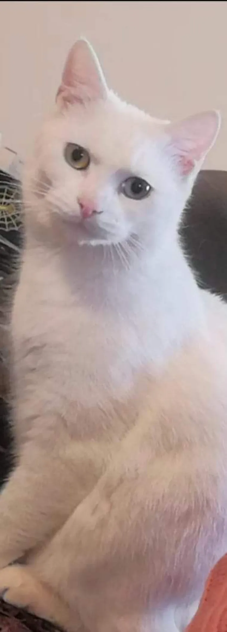 Zaista posebna mačka: Ovo su fotografije va&scaron;ih prekrasnih 'snježnih kraljica'