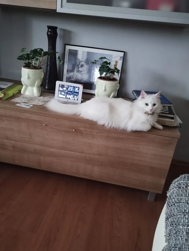 Zaista posebna mačka: Ovo su fotografije va&scaron;ih prekrasnih 'snježnih kraljica'