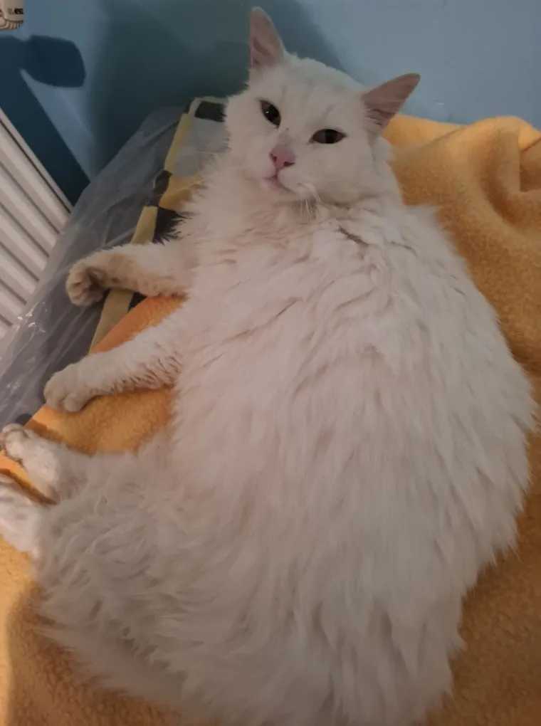 Zaista posebna mačka: Ovo su fotografije va&scaron;ih prekrasnih 'snježnih kraljica'