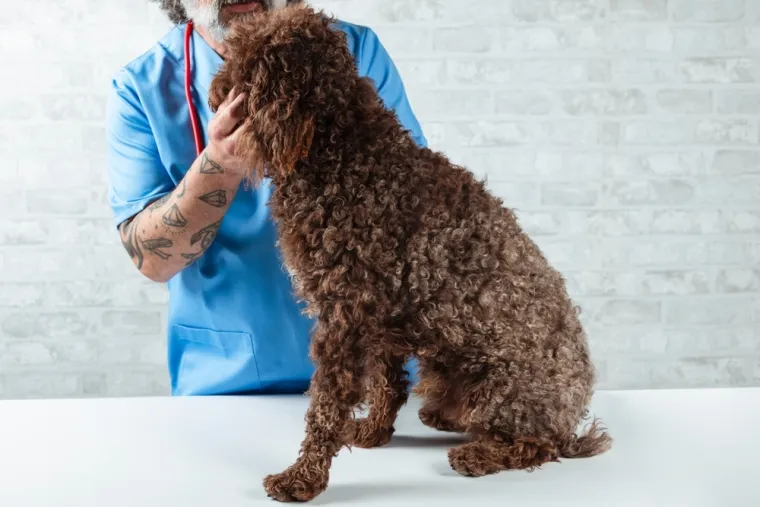 Najče&scaron;će bolesti pasa: Prepoznajte simptome i na vrijeme pomozite svom ljubimcu