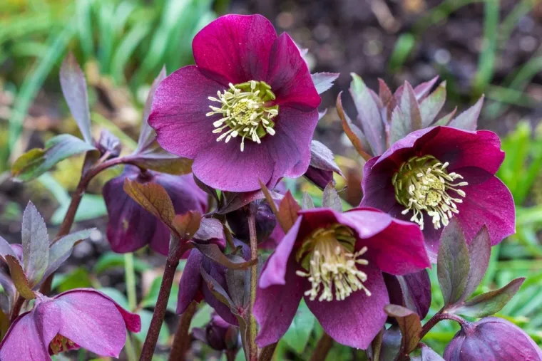 Rijetki će bez puno razmi&scaron;ljanja prepoznati sve vjesnike proljeća: Dokaži da nije nemoguće