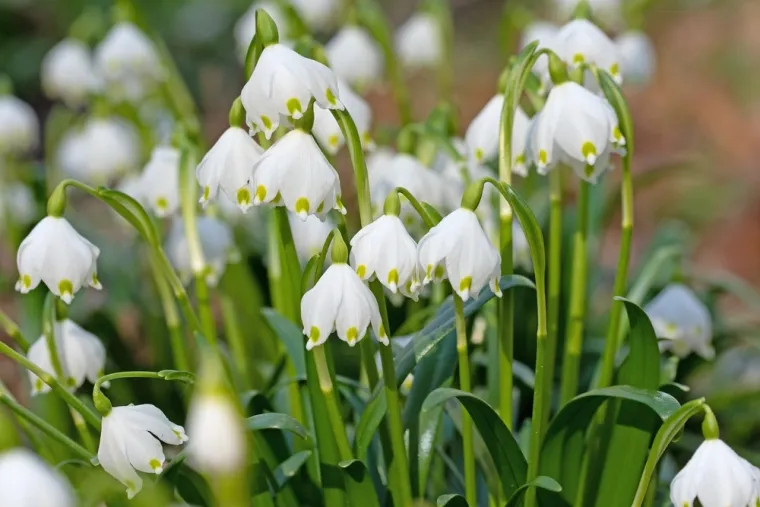 Rijetki će bez puno razmi&scaron;ljanja prepoznati sve vjesnike proljeća: Dokaži da nije nemoguće