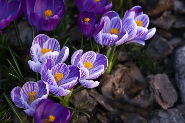 Rijetki će bez puno razmi&scaron;ljanja prepoznati sve vjesnike proljeća: Dokaži da nije nemoguće