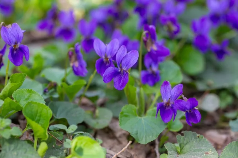 Rijetki će bez puno razmi&scaron;ljanja prepoznati sve vjesnike proljeća: Dokaži da nije nemoguće