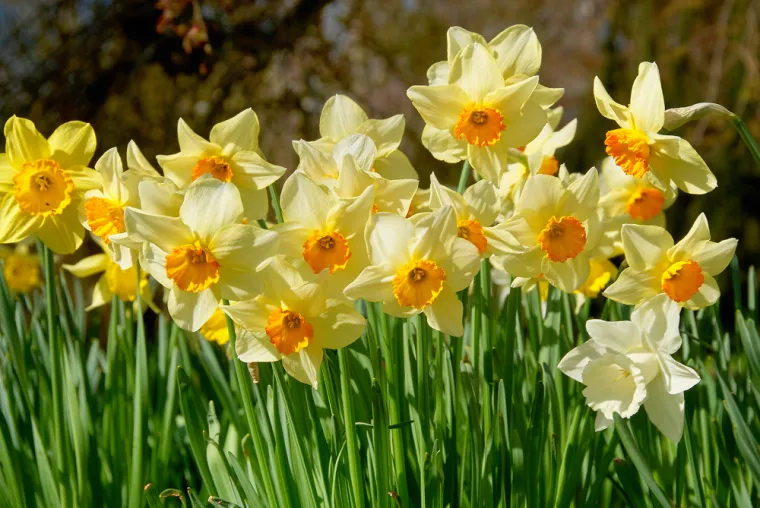 Rijetki će bez puno razmi&scaron;ljanja prepoznati sve vjesnike proljeća: Dokaži da nije nemoguće