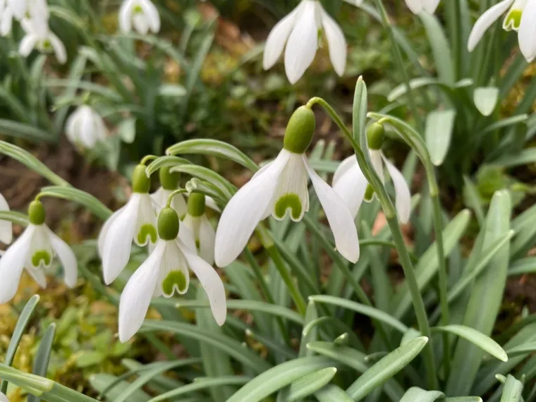 Rijetki će bez puno razmi&scaron;ljanja prepoznati sve vjesnike proljeća: Dokaži da nije nemoguće