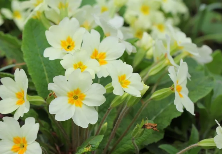 Rijetki će bez puno razmi&scaron;ljanja prepoznati sve vjesnike proljeća: Dokaži da nije nemoguće