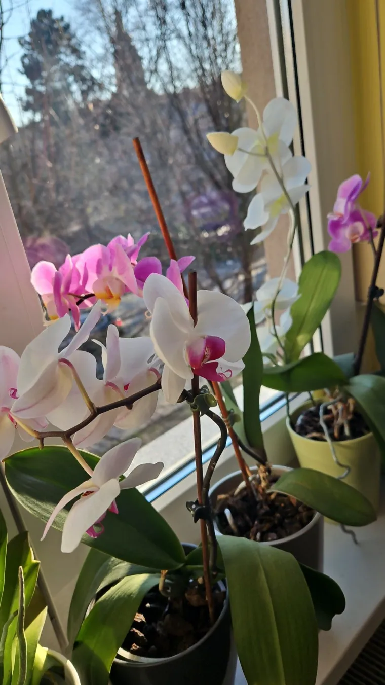 Elegantne i egzotične: Neke žive i do sto godina, a ovo su va&scaron;e fotografije