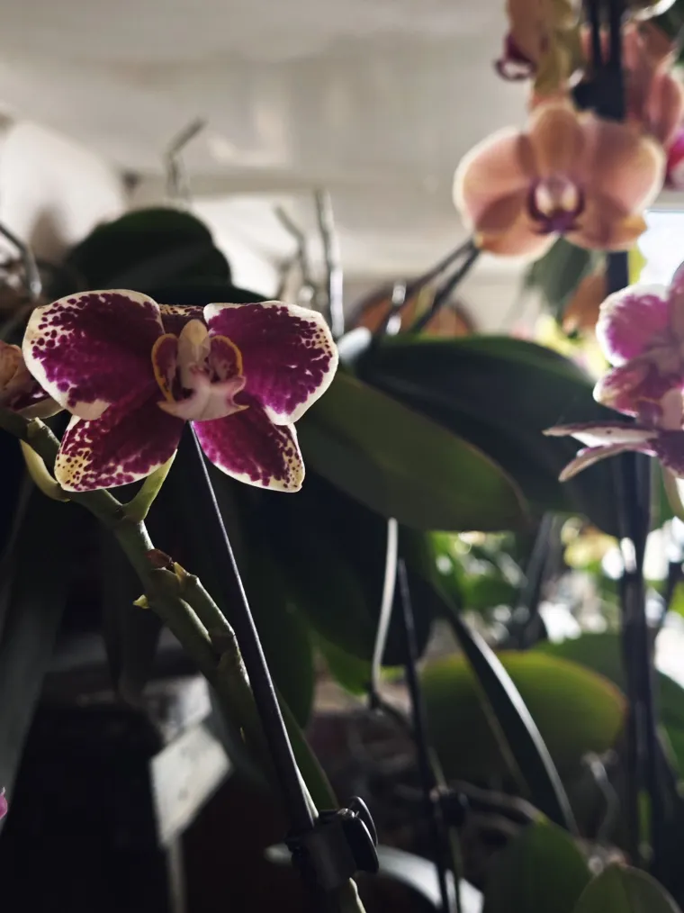 Elegantne i egzotične: Neke žive i do sto godina, a ovo su va&scaron;e fotografije