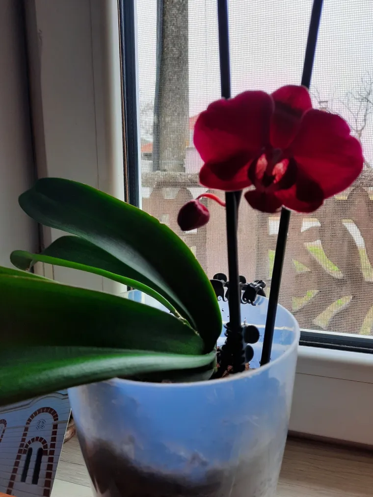 Elegantne i egzotične: Neke žive i do sto godina, a ovo su va&scaron;e fotografije