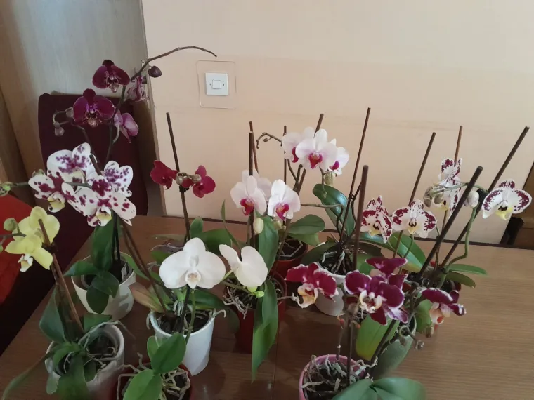 Elegantne i egzotične: Neke žive i do sto godina, a ovo su va&scaron;e fotografije