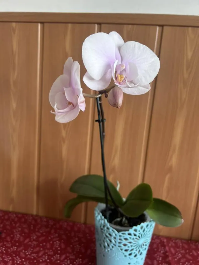 Elegantne i egzotične: Neke žive i do sto godina, a ovo su va&scaron;e fotografije