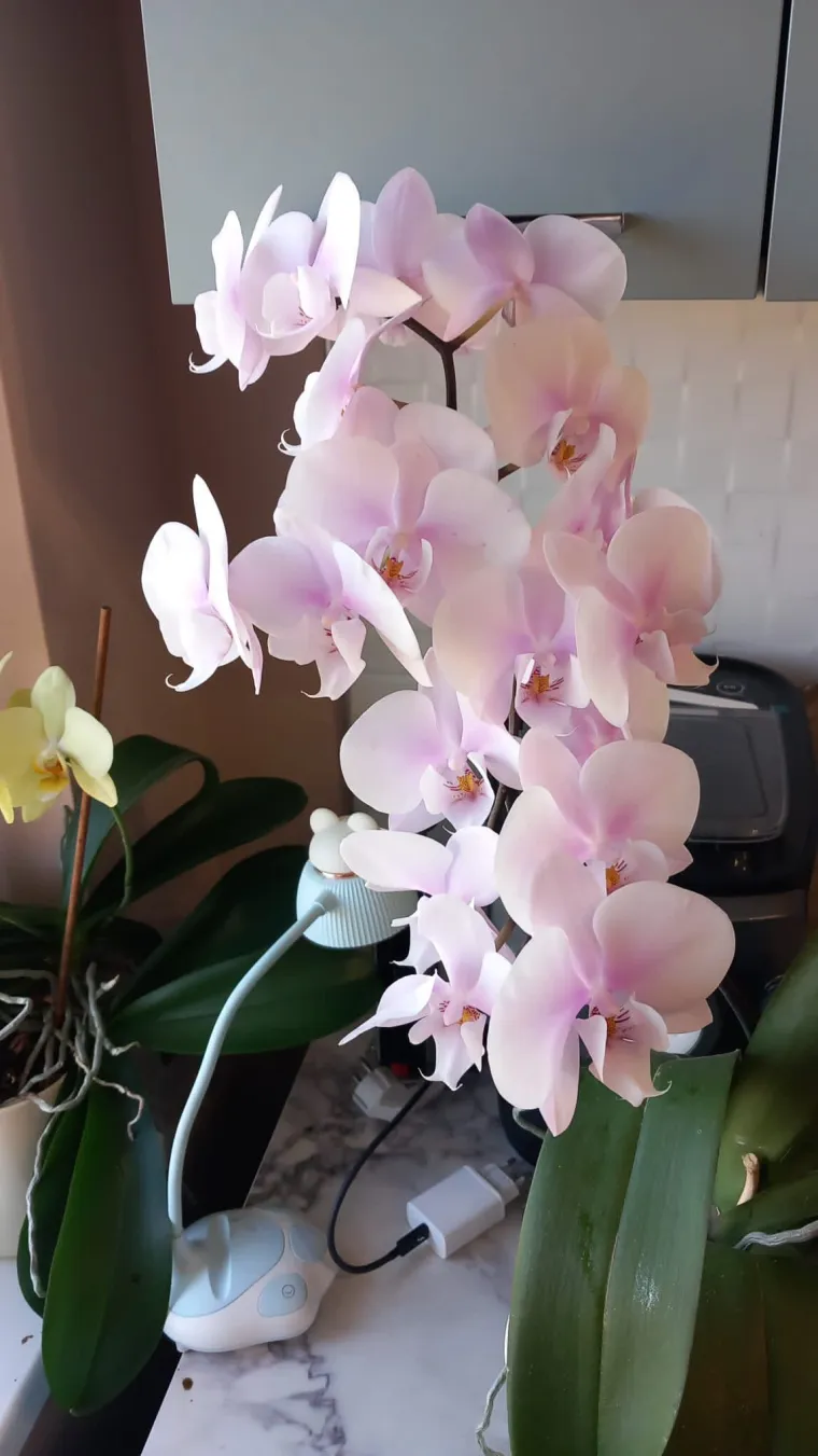 Elegantne i egzotične: Neke žive i do sto godina, a ovo su va&scaron;e fotografije