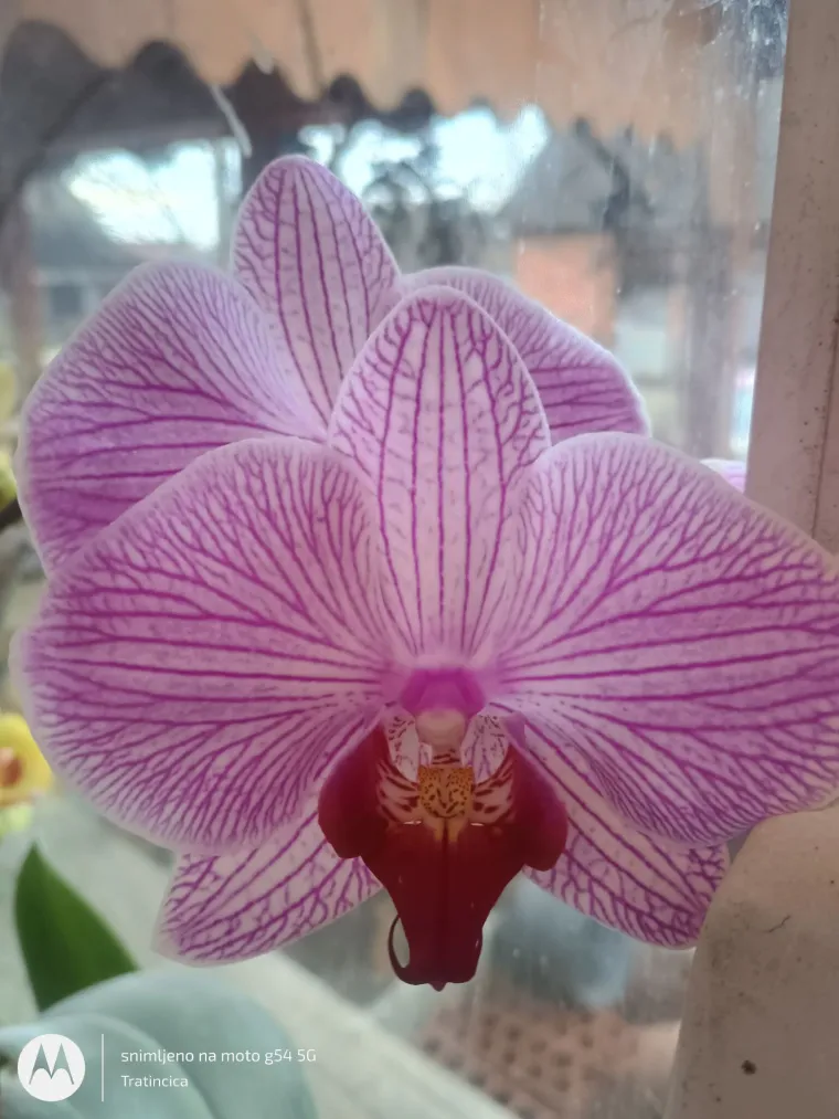 Elegantne i egzotične: Neke žive i do sto godina, a ovo su va&scaron;e fotografije