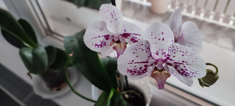 Elegantne i egzotične: Neke žive i do sto godina, a ovo su va&scaron;e fotografije