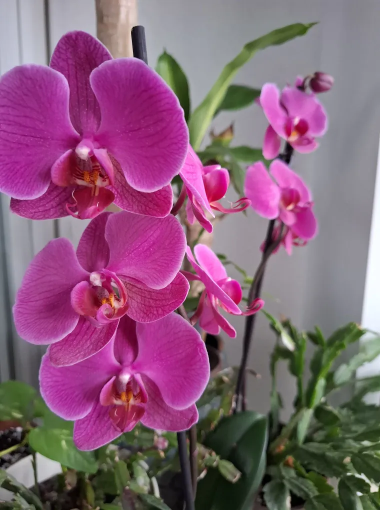 Elegantne i egzotične: Neke žive i do sto godina, a ovo su va&scaron;e fotografije