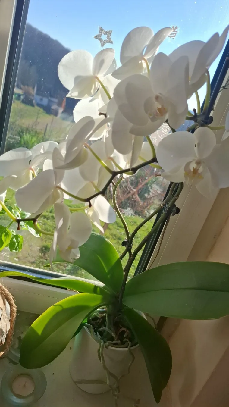 Elegantne i egzotične: Neke žive i do sto godina, a ovo su va&scaron;e fotografije