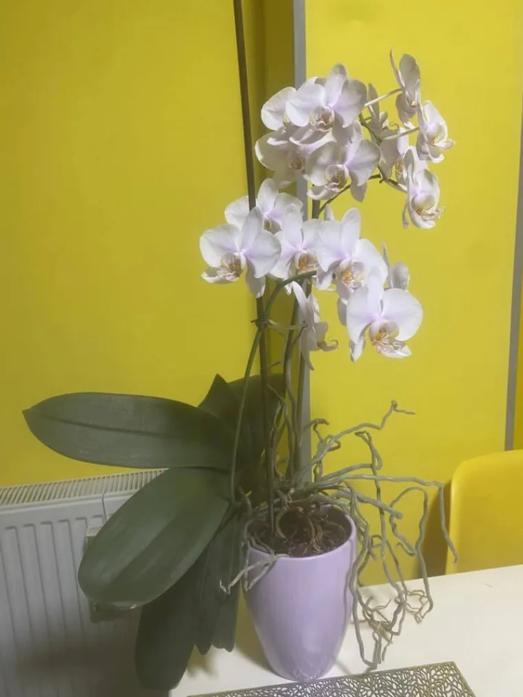 Elegantne i egzotične: Neke žive i do sto godina, a ovo su va&scaron;e fotografije