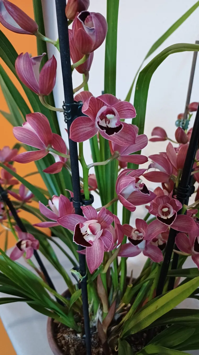 Elegantne i egzotične: Neke žive i do sto godina, a ovo su va&scaron;e fotografije