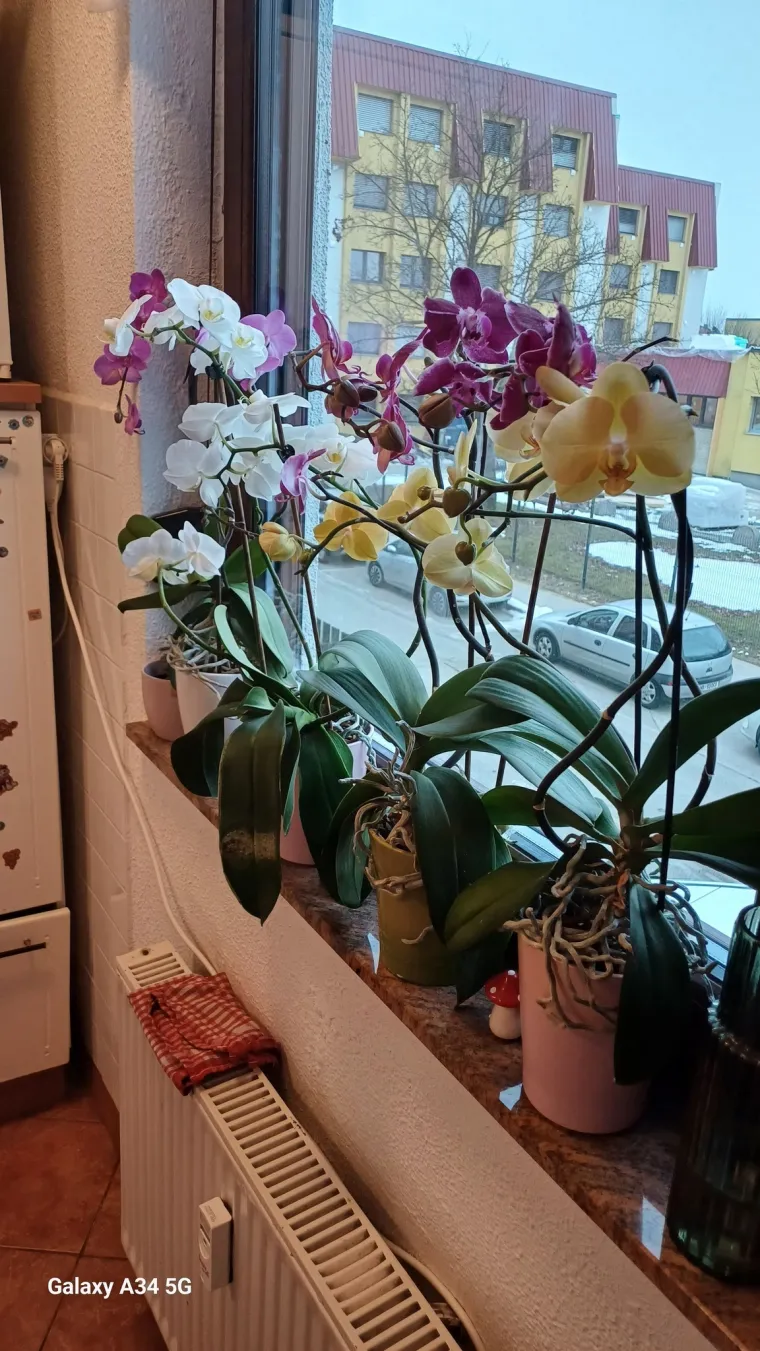 Elegantne i egzotične: Neke žive i do sto godina, a ovo su va&scaron;e fotografije