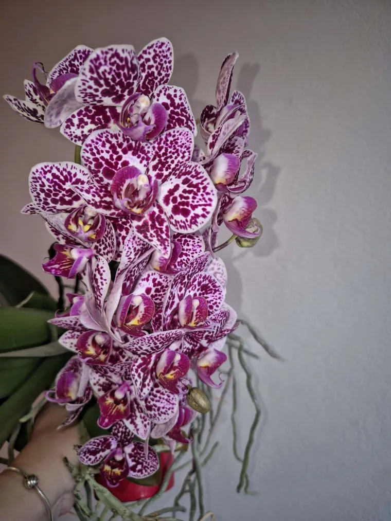 Elegantne i egzotične: Neke žive i do sto godina, a ovo su va&scaron;e fotografije